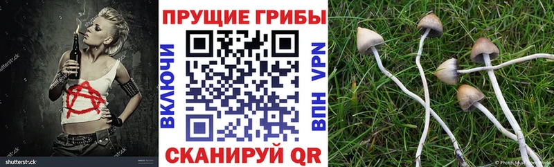 Купить где  Верхняя Салда  Галлюциногенные грибы Cubensis 
